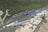 WhiteWater - GL1800 image 1