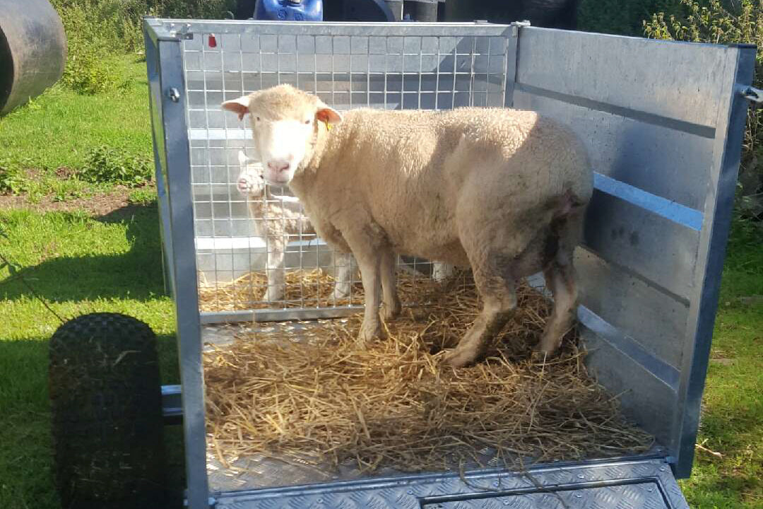 High Side Sheep Trailer 1500mm image 2